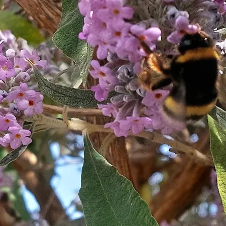 Vacations Lägenhet Tavira