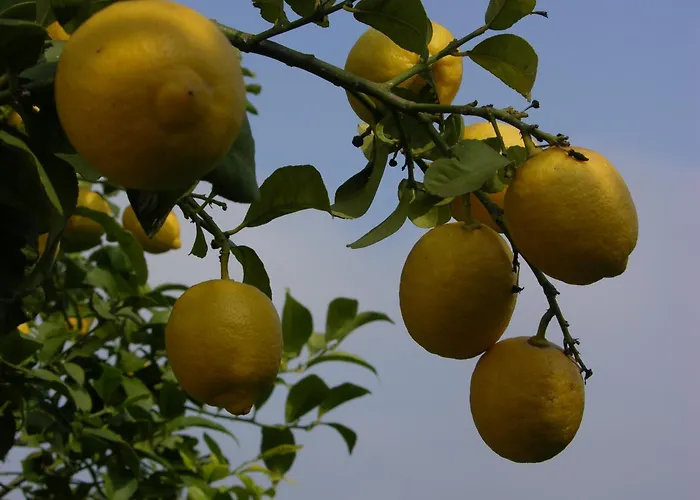 公寓 塔维拉度假公寓 塔维拉