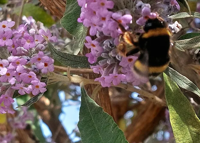 塔维拉度假公寓 公寓 塔维拉