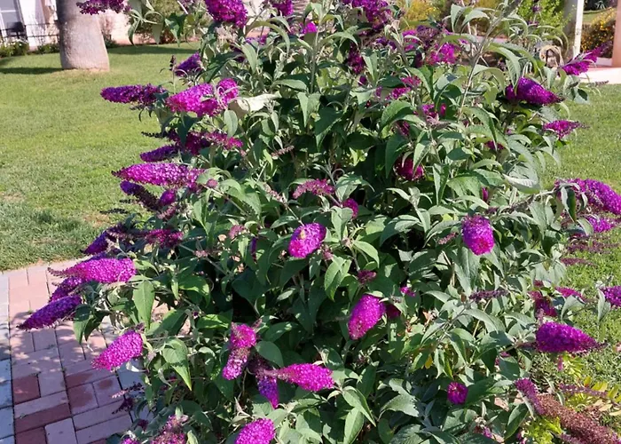 塔维拉度假公寓