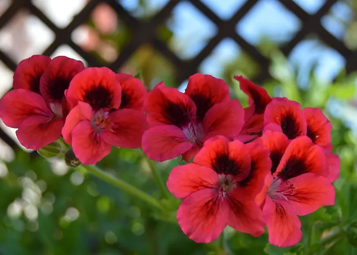 塔维拉度假公寓 *