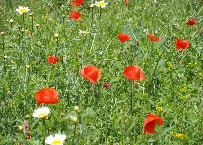 塔维拉度假公寓 公寓 塔维拉